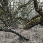 Jesienny las z omszałymi drzewami w Hadze w Holandii