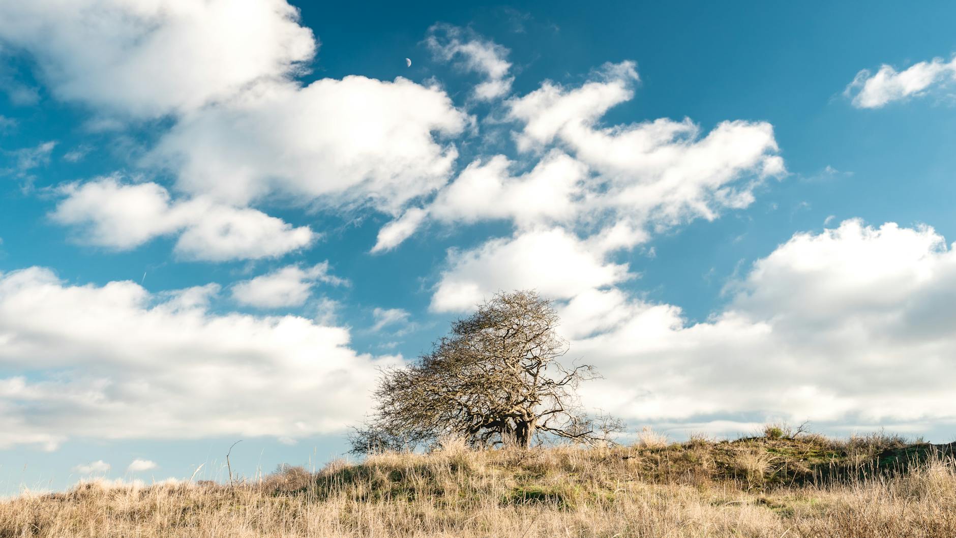 Samotne drzewo na słonecznej, wiejskiej łące pod niebem w Holandii