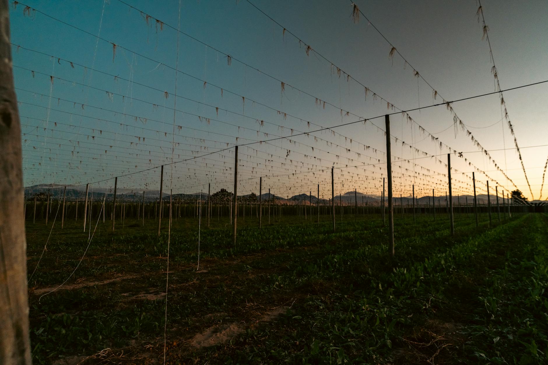 Wschód słońca nad farmą w dolinie Motueka w Nowej Zelandii