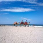 Djerba bez pośpiechu: co zobaczyć, gdzie zjeść i jak poczuć klimat wyspy Przejażdżka na wielbłądzie po słonecznej plaży nad Morzem Śródziemnym