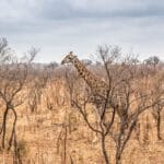 Kruger bez tłumów: mniej znane bramy, spokojne drogi i noclegi w bushveld Żyrafa spaceruje po suchej sawannie Parku Krugera pod zachmurzonym niebem